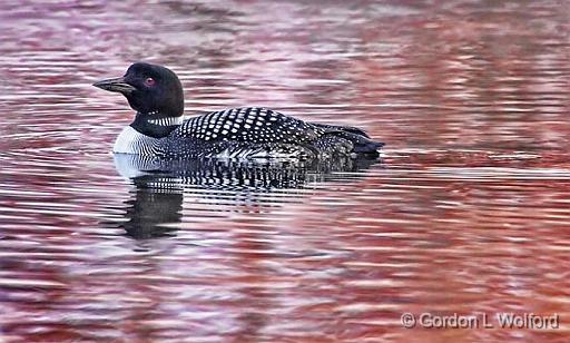 Loon At Sunrise_24609.jpg - Common Loon (Gavia immer) photographed along the Rideau Canal Waterway at Kilmarnock, Ontario, Canada.
